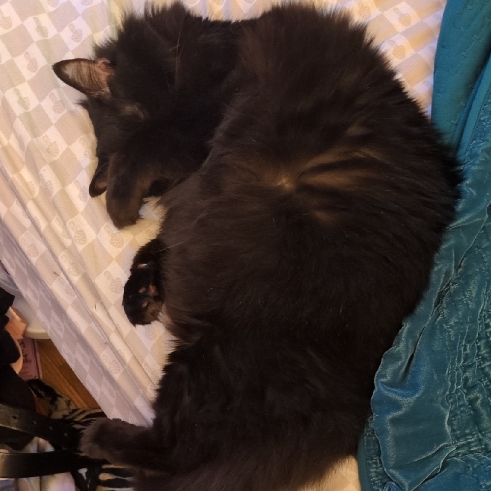 Lazy Cat That I Am Emotionally Hinged Upon